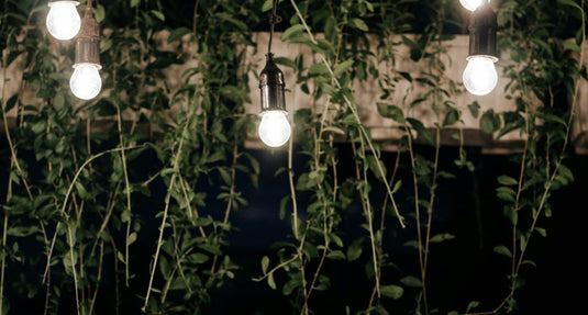 LED bulbs with plants in the background