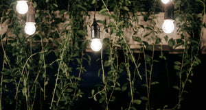 LED bulbs with plants in the background